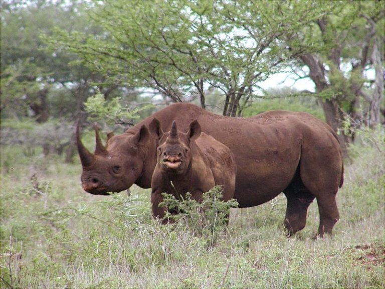 U.S. Grows as Hub in Global Rhino Horn Smuggling