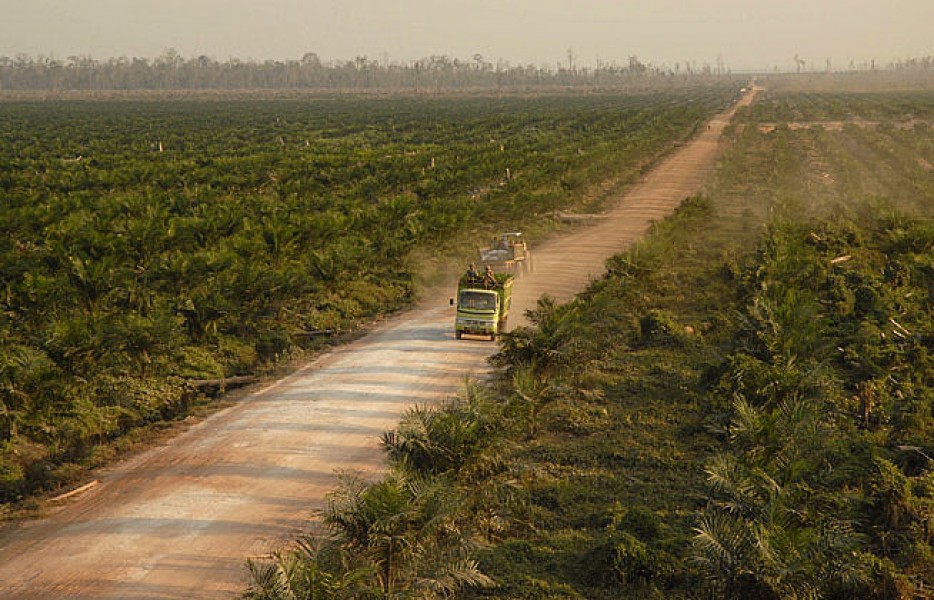 Ecuador: Stop land grabbing and racial discrimination for palm oil