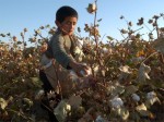 uzbekistan-child-labor-cotton-1-537×402