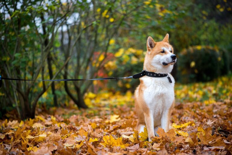 Did Industry Funding Influence an FDA Investigation into Canine Heart Disease and Grain-Free Dog Food?